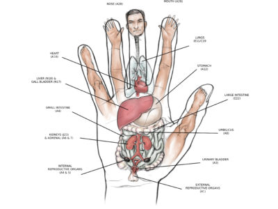 Palmo della mano anteriore