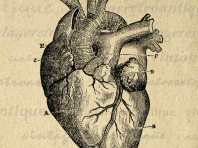 Disegno del cuore